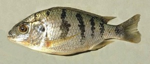 Chambo Fish